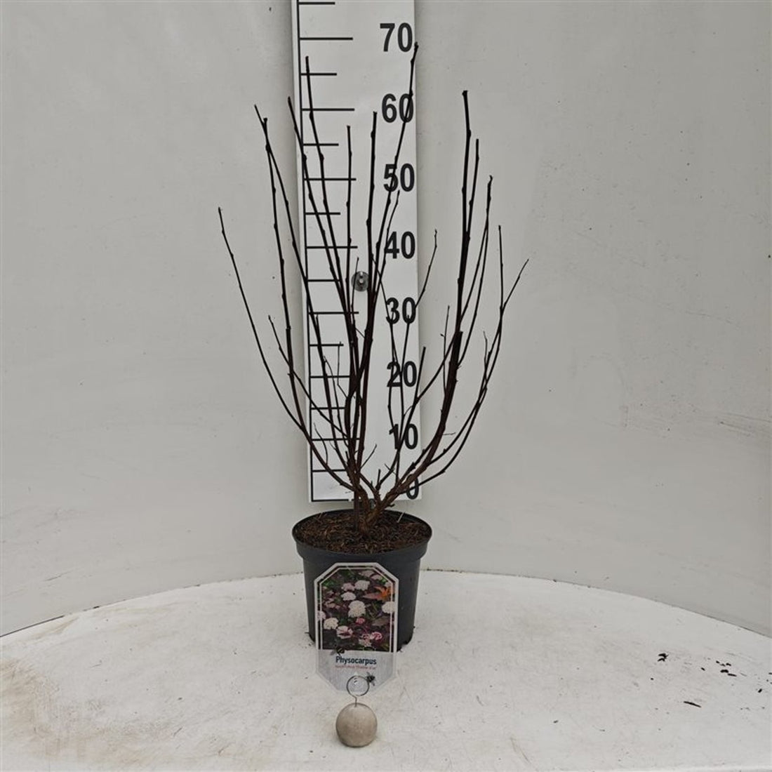 Physocarpus op. &