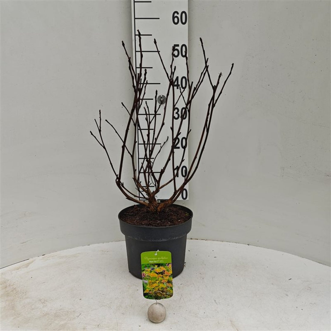 Physocarpus op. &