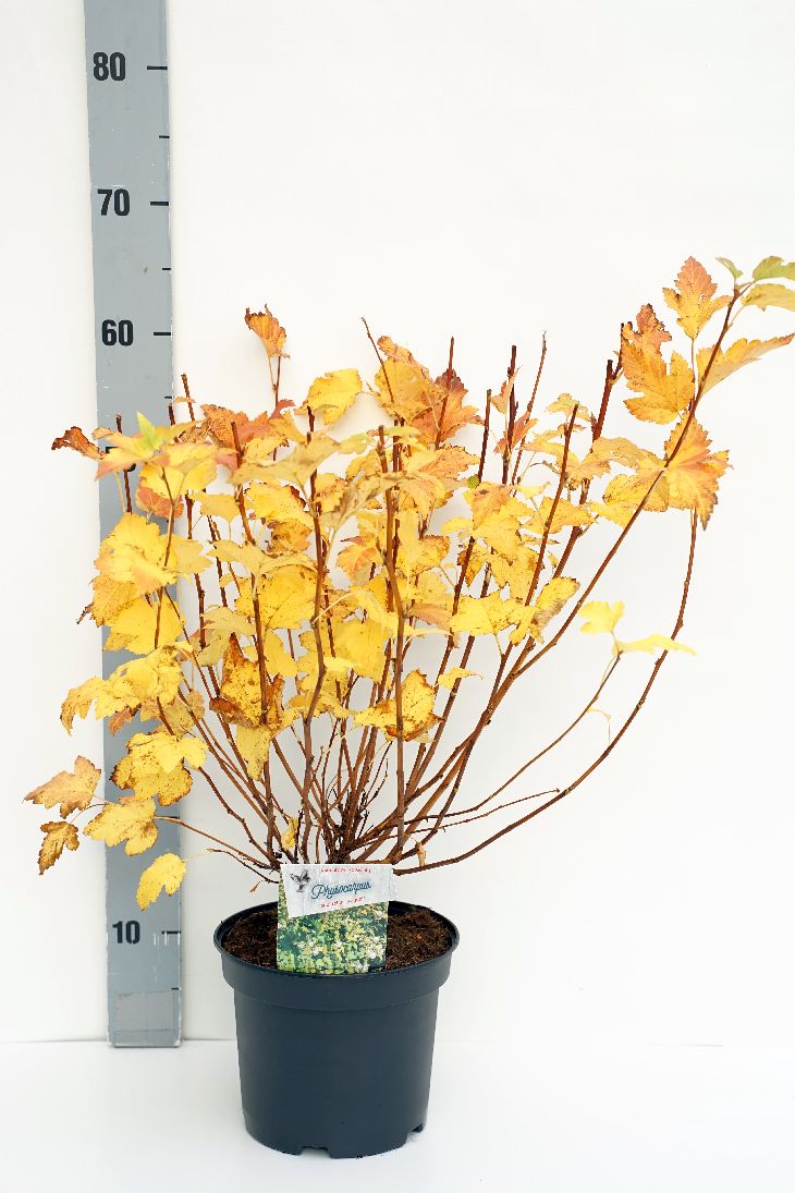 Physocarpus opulifolius &