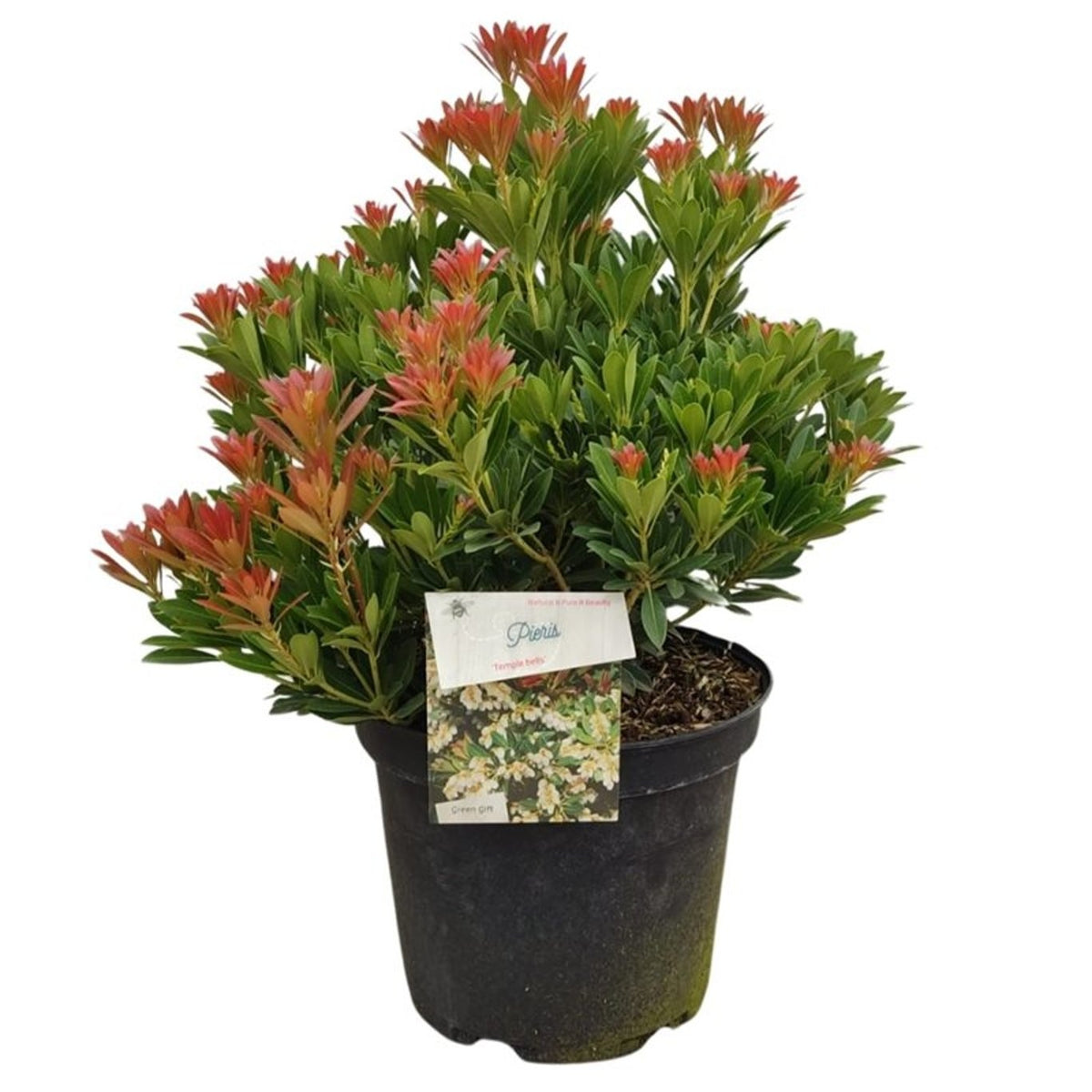 Pieris japonica &