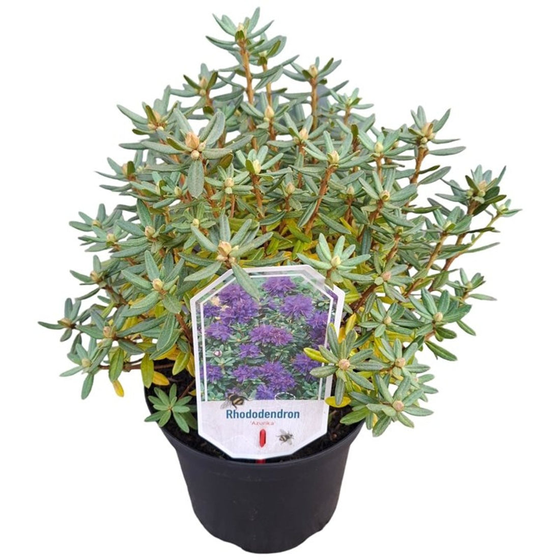 Rhododendron &