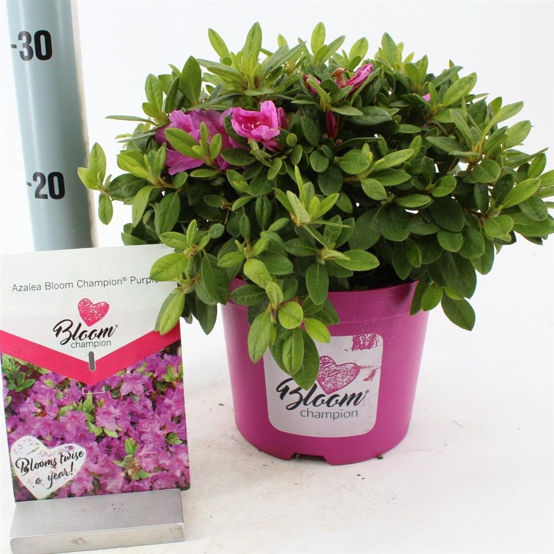 Rhododendron &