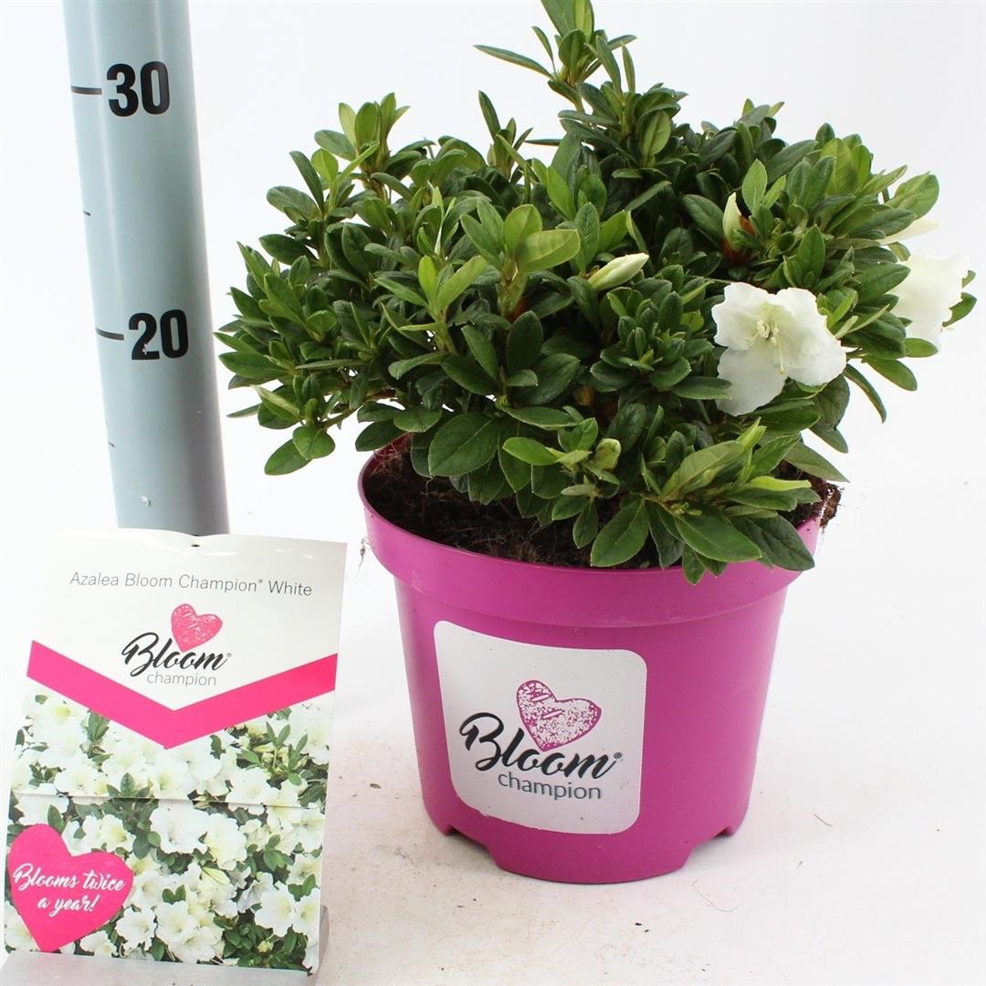 Rhododendron &