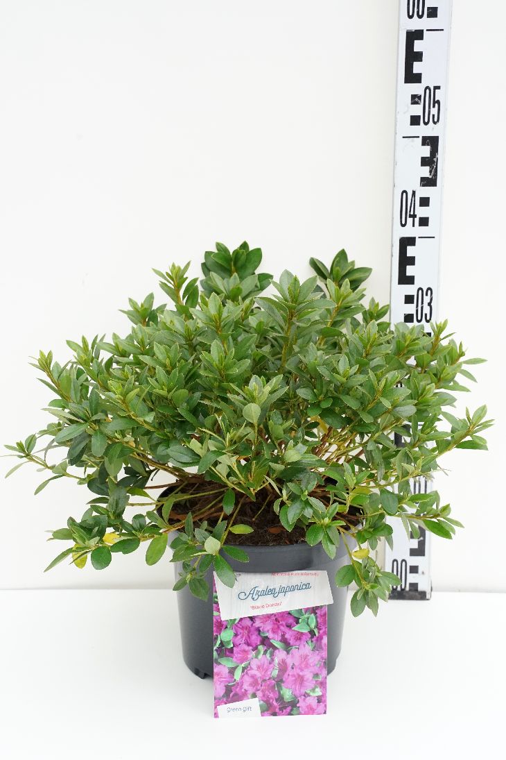 Rhododendron (AJ) &