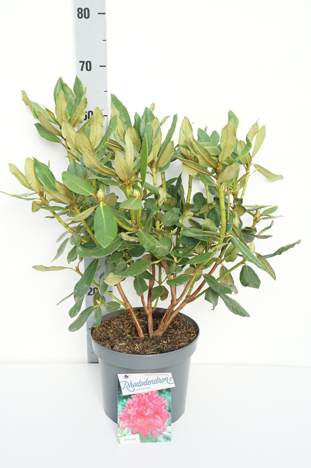 Rhododendron &