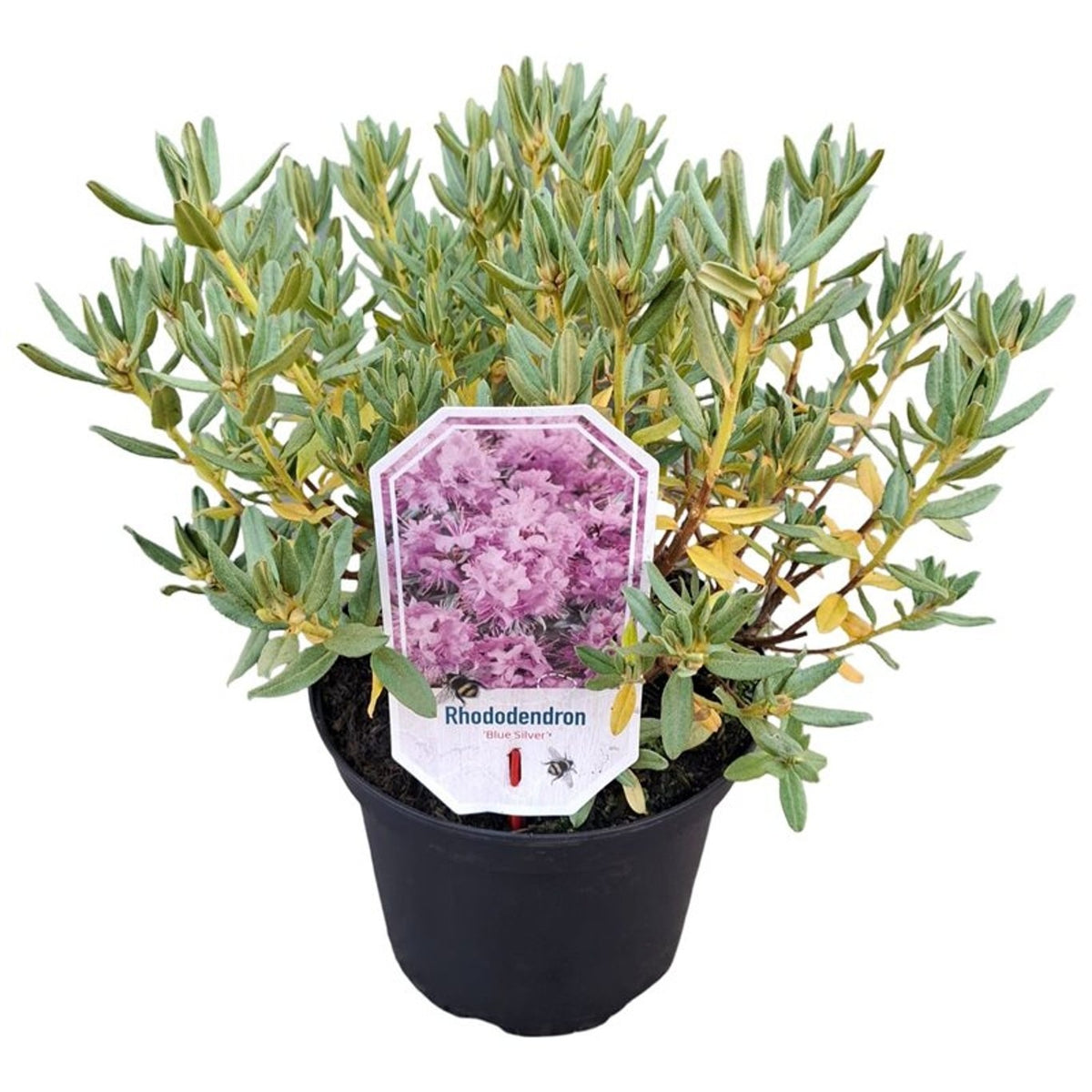 Rhododendron &