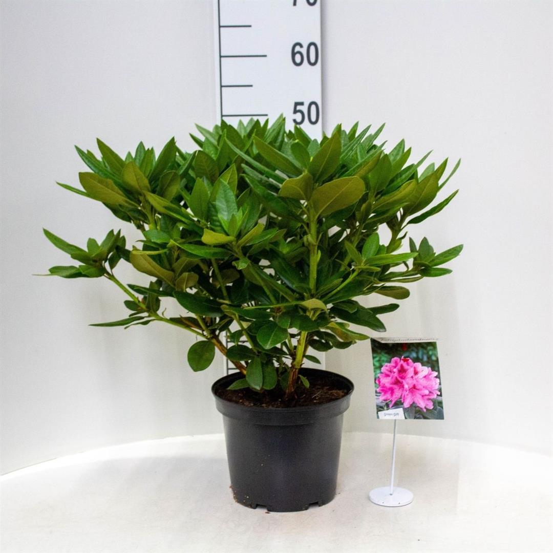 Rhododendron &