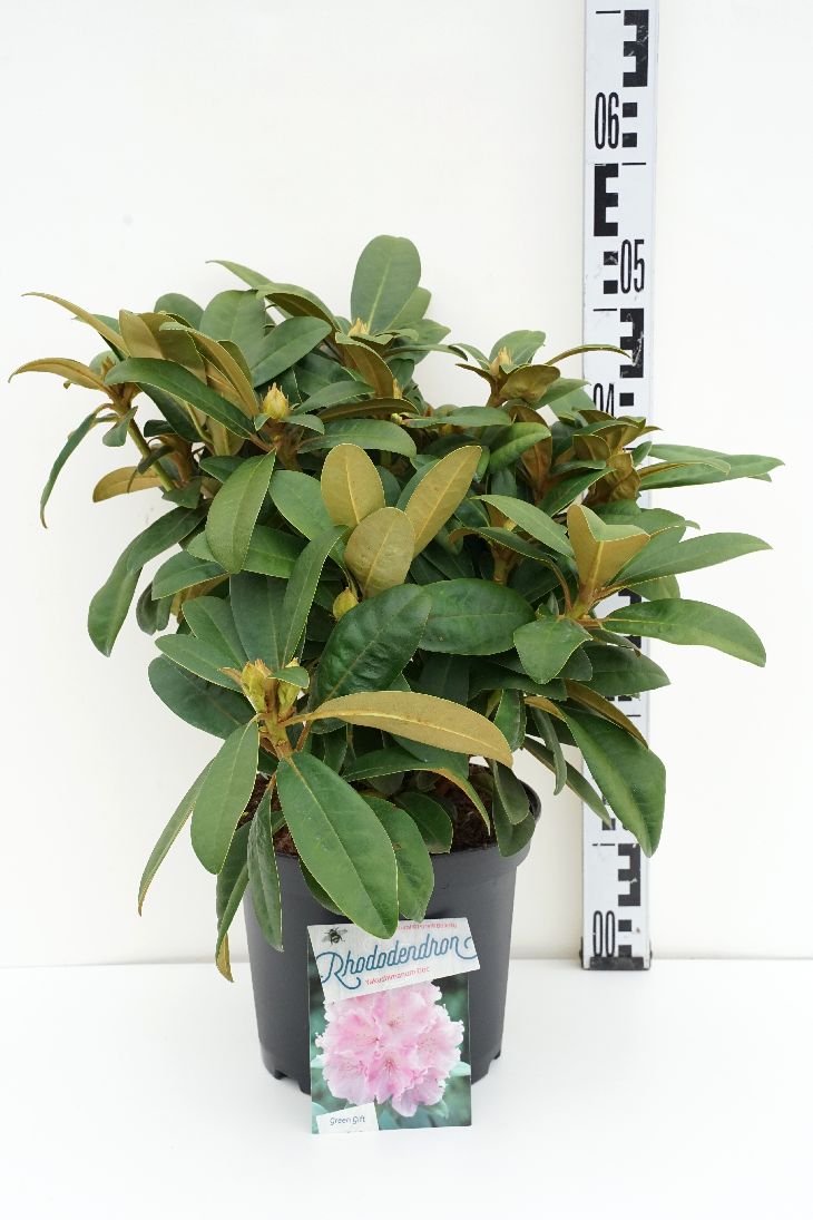 Rhododendron (Y) &