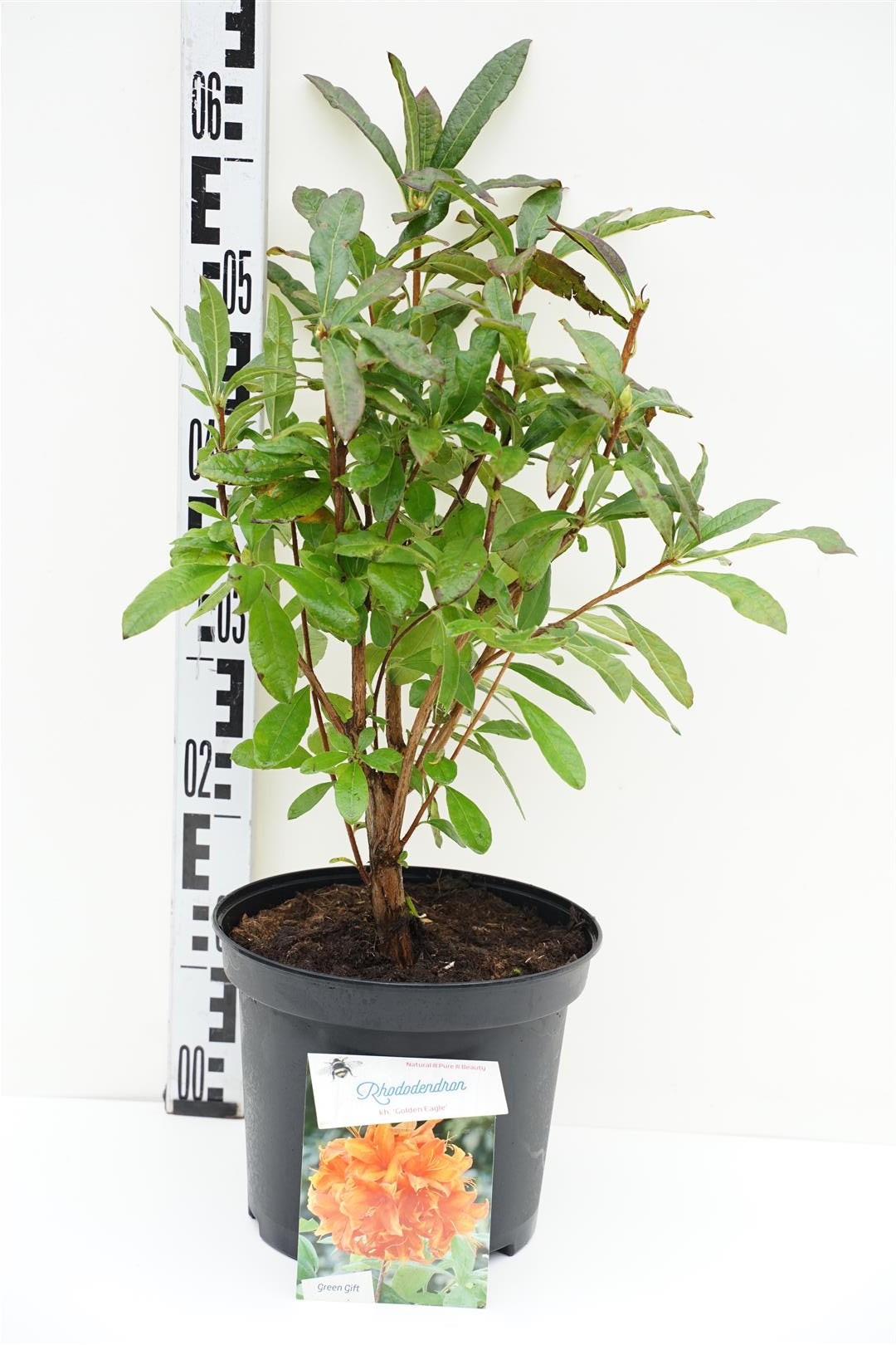 Rhododendron (AK) &
