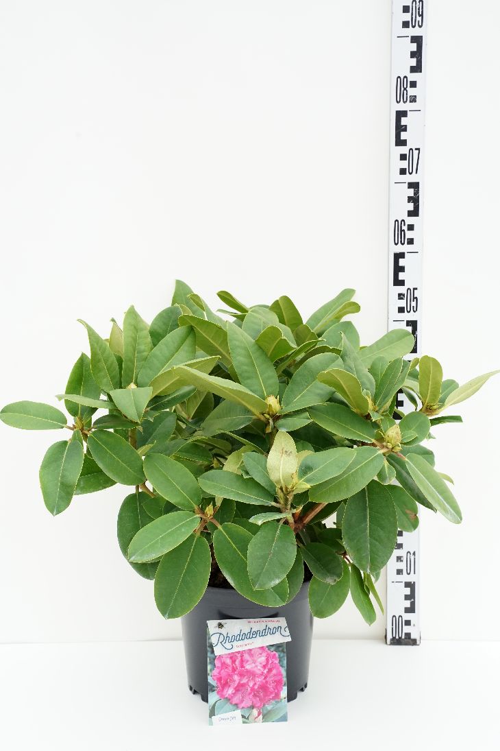 Rhododendron &