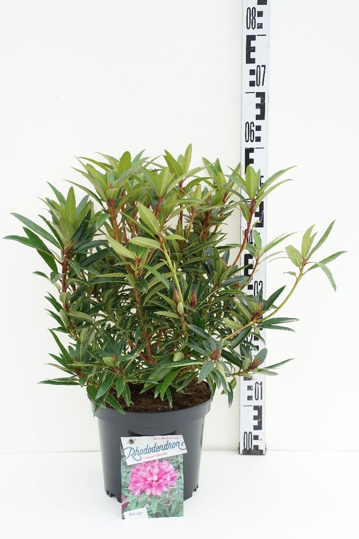 Rhododendron (AP) &