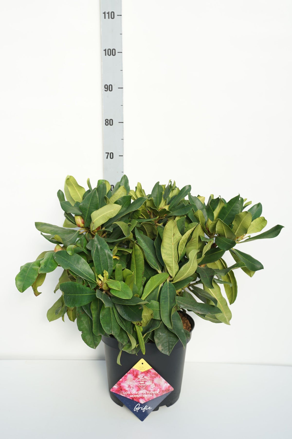 Rhododendron &