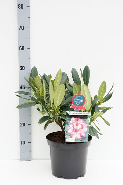 Rhododendron &
