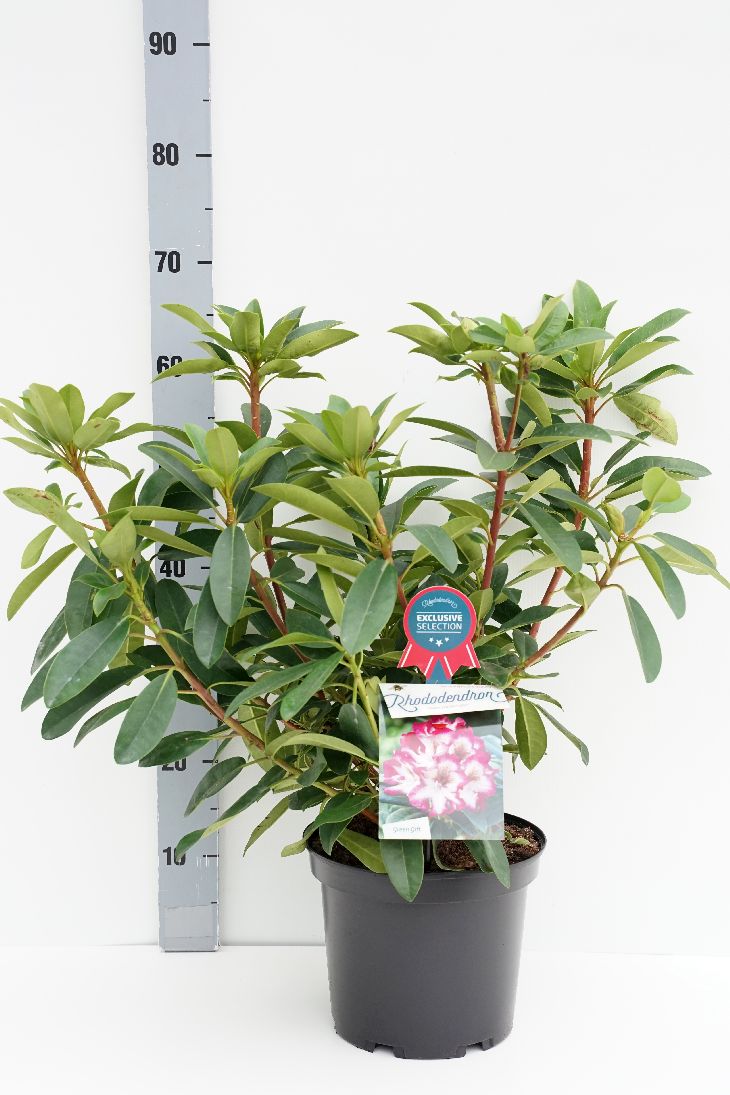 Rhododendron &