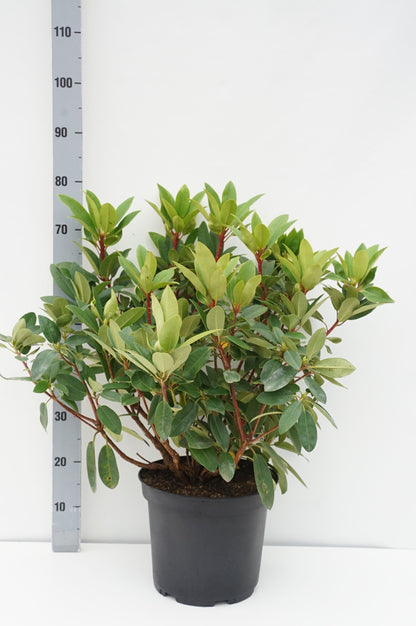 Rhododendron &