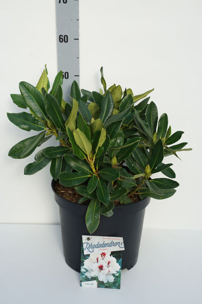 Rhododendron Hachmann&