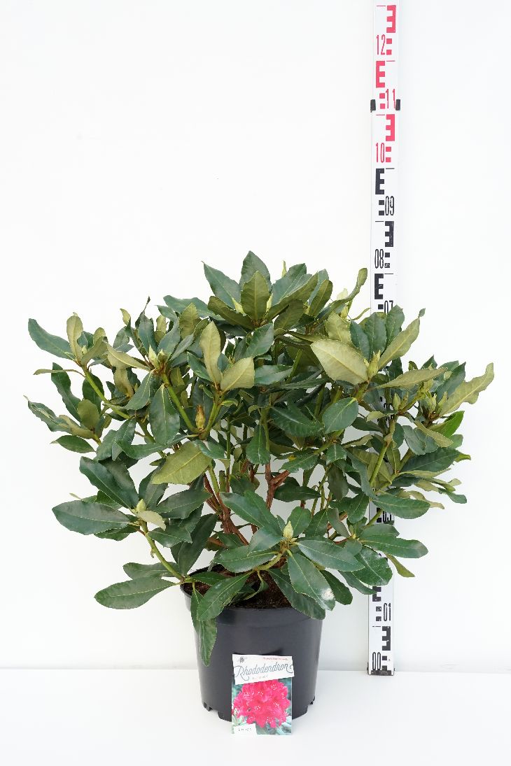 Rhododendron &