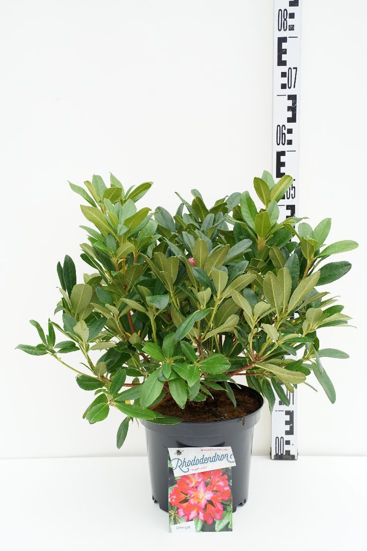 Rhododendron &