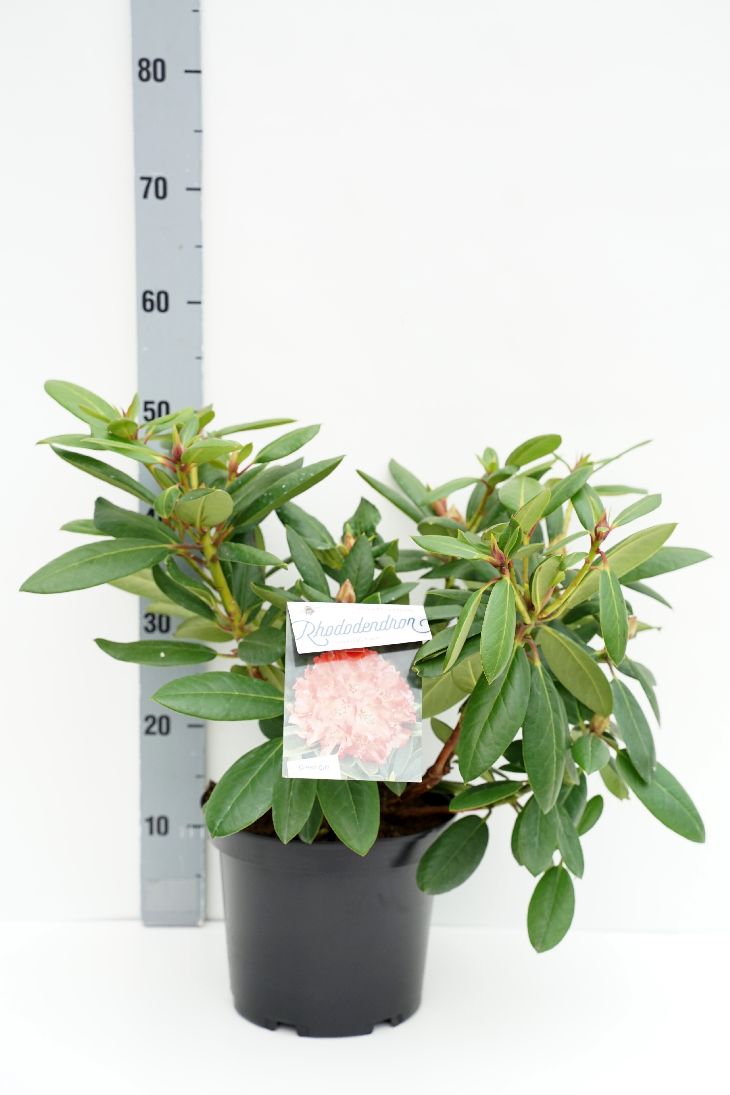Rhododendron &