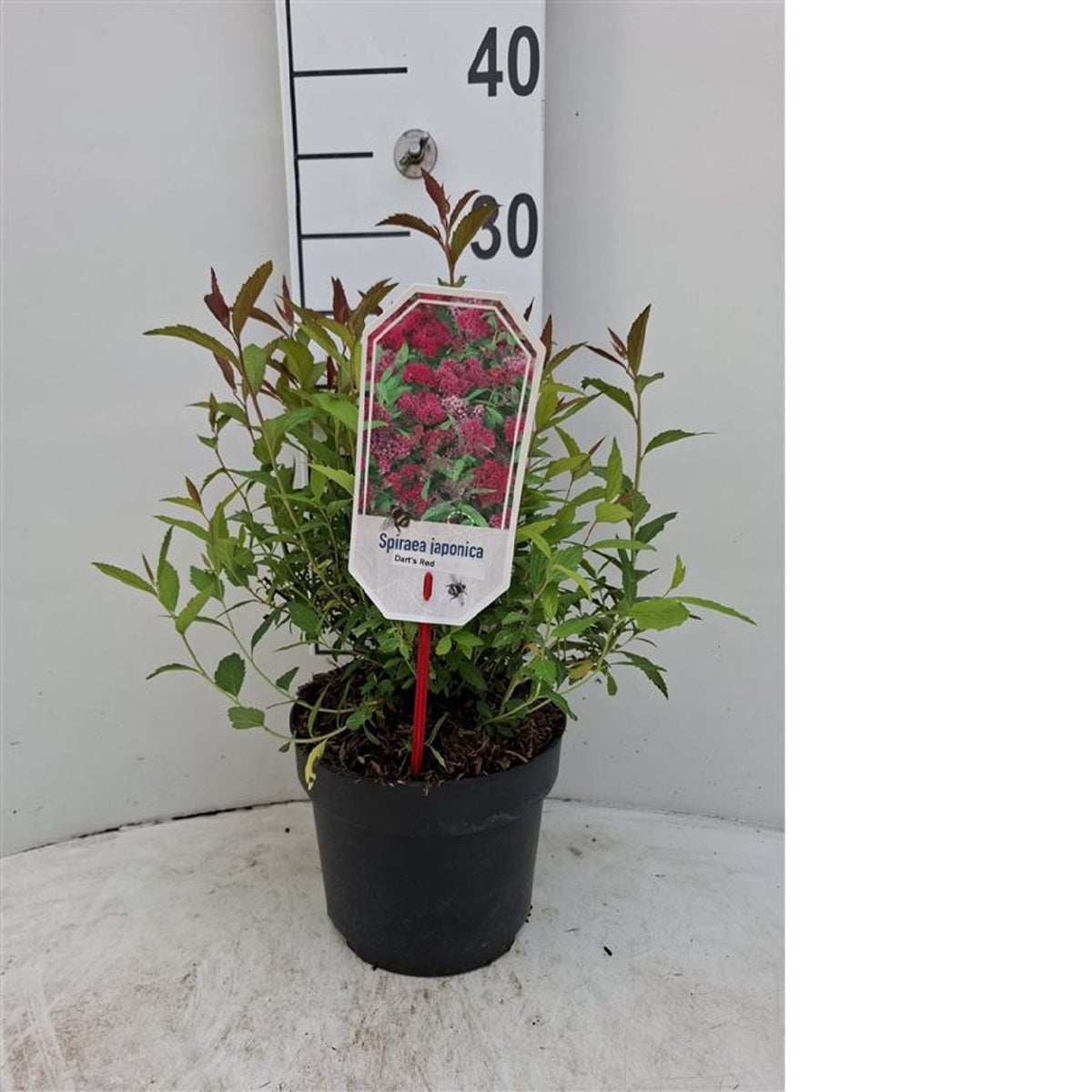 Spiraea jap. &