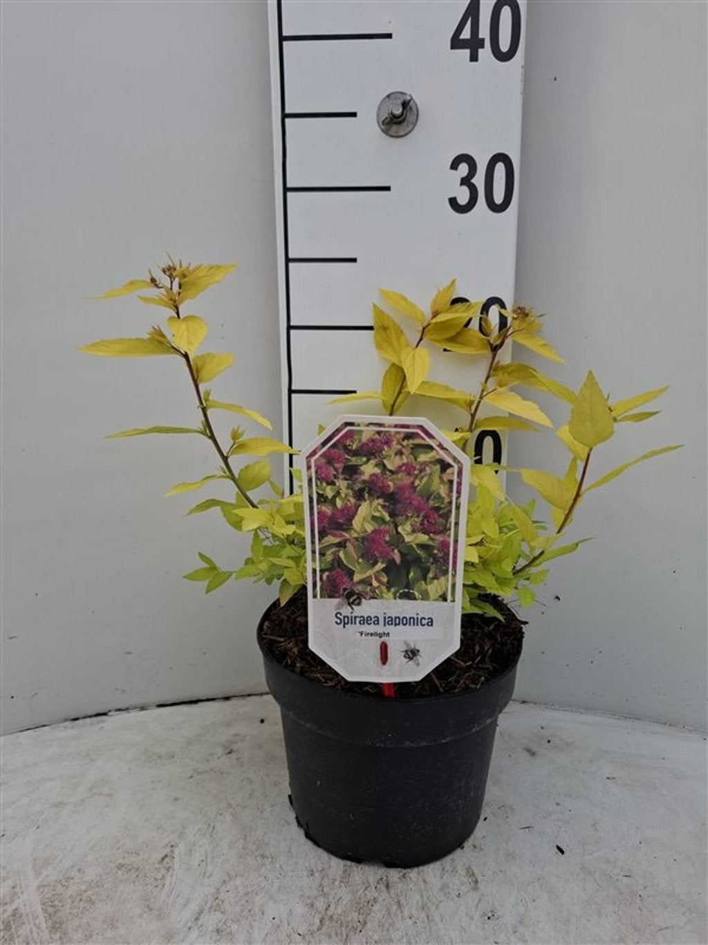 Spiraea japonica &