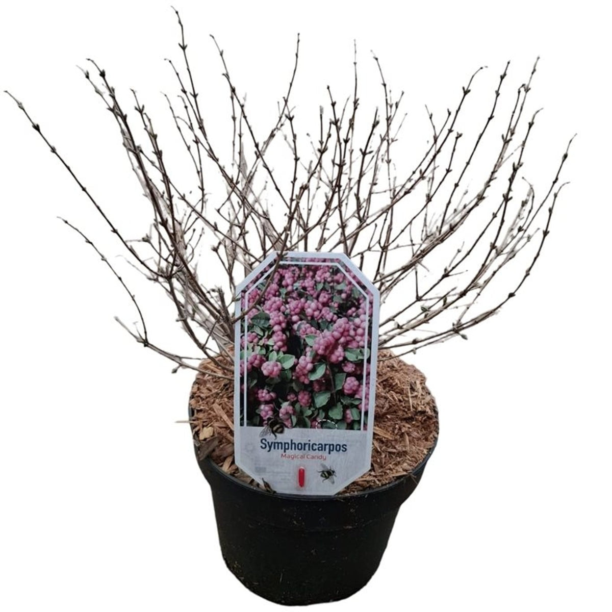 Symphoricarpos d. &