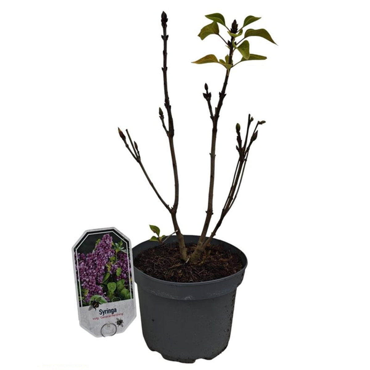 Syringa vulgaris &