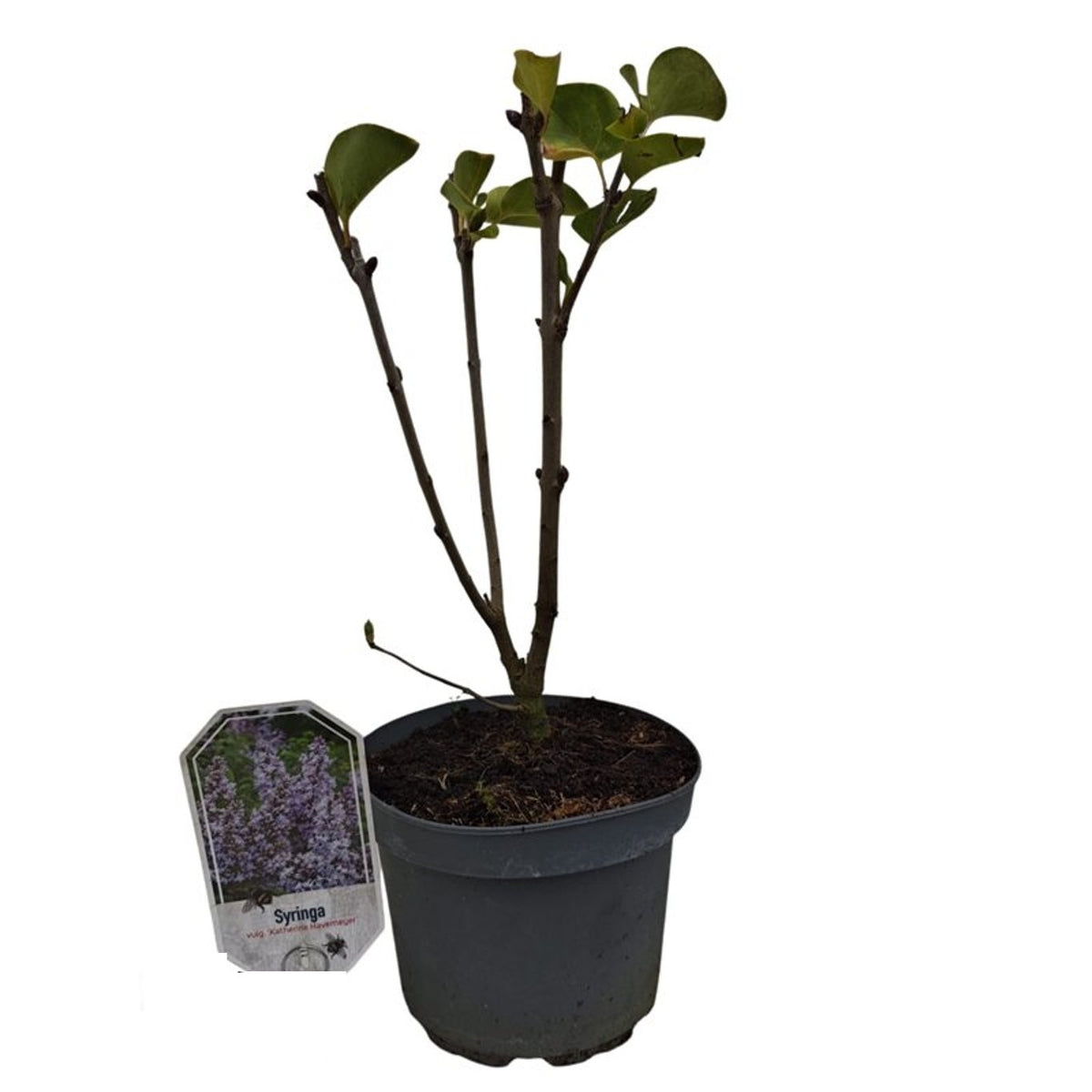 Syringa vulgaris &
