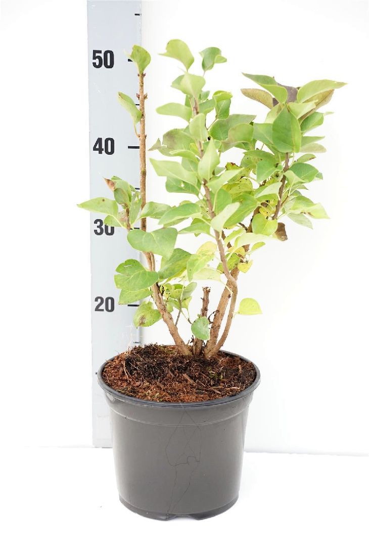 Syringa vulgaris C3 (3 liters kruka) 30-40 cm