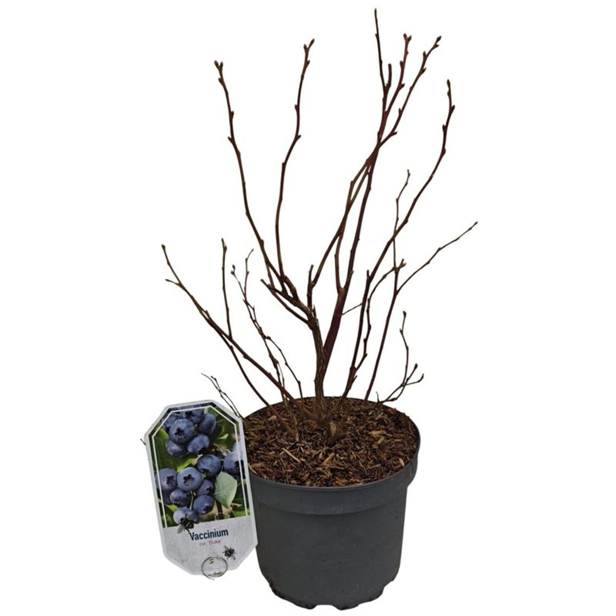 Vaccinium corymbosum &