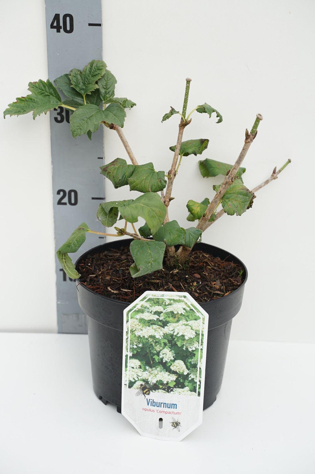 Viburnum dentatum &
