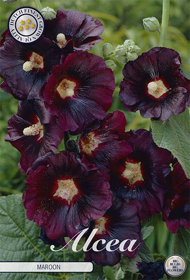 Stockros-Alcea Maroon – hel förpackningsbild med blomman, 1-pack. Från Svedberga Plantskola
