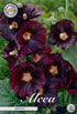 Stockros-Alcea Maroon – hel förpackningsbild med blomman, 1-pack. Från Svedberga Plantskola