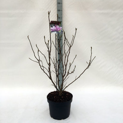 Magnolia &