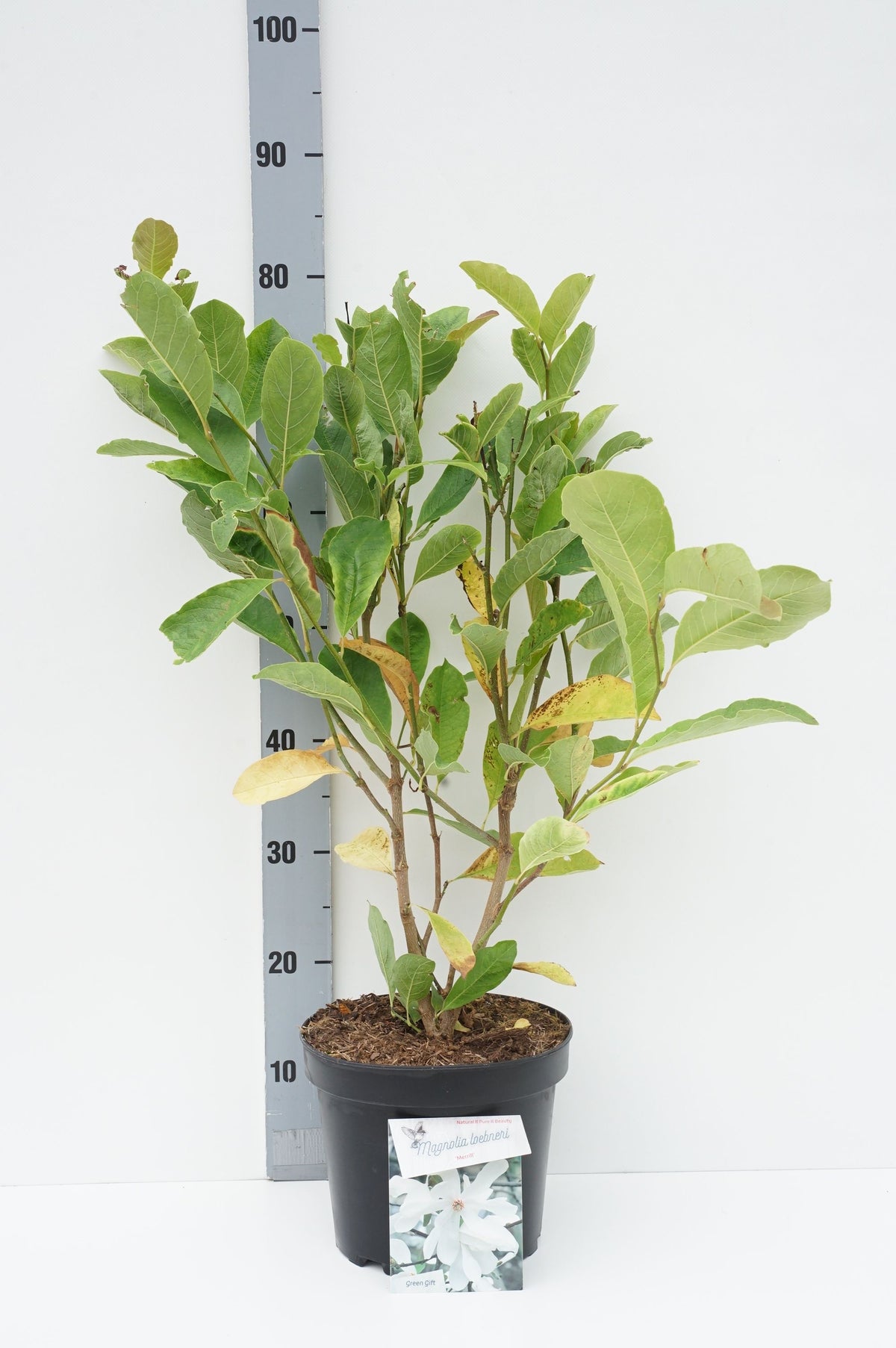 Magnolia loebneri &