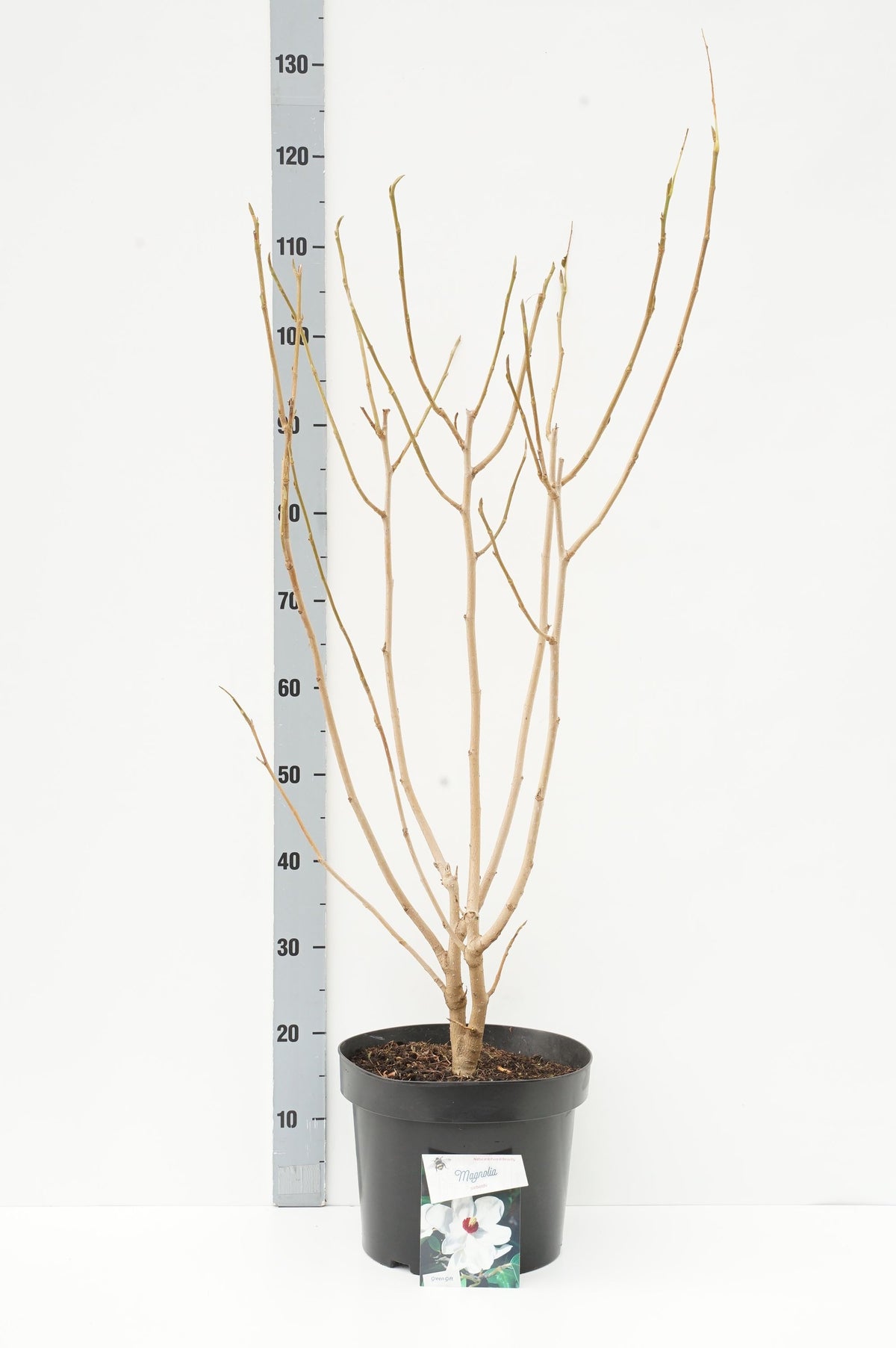 Magnolia sieboldii 60-80 cm C10 (10 liters kruka)