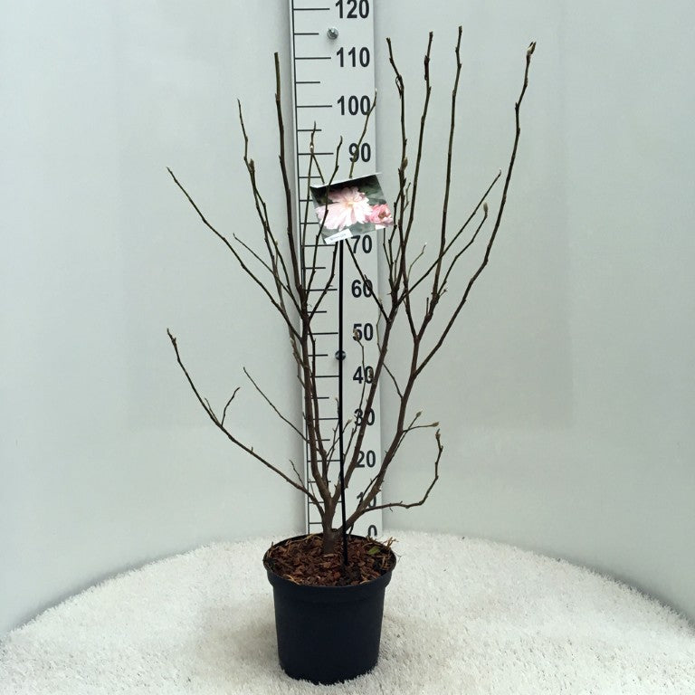 Magnolia stellata &