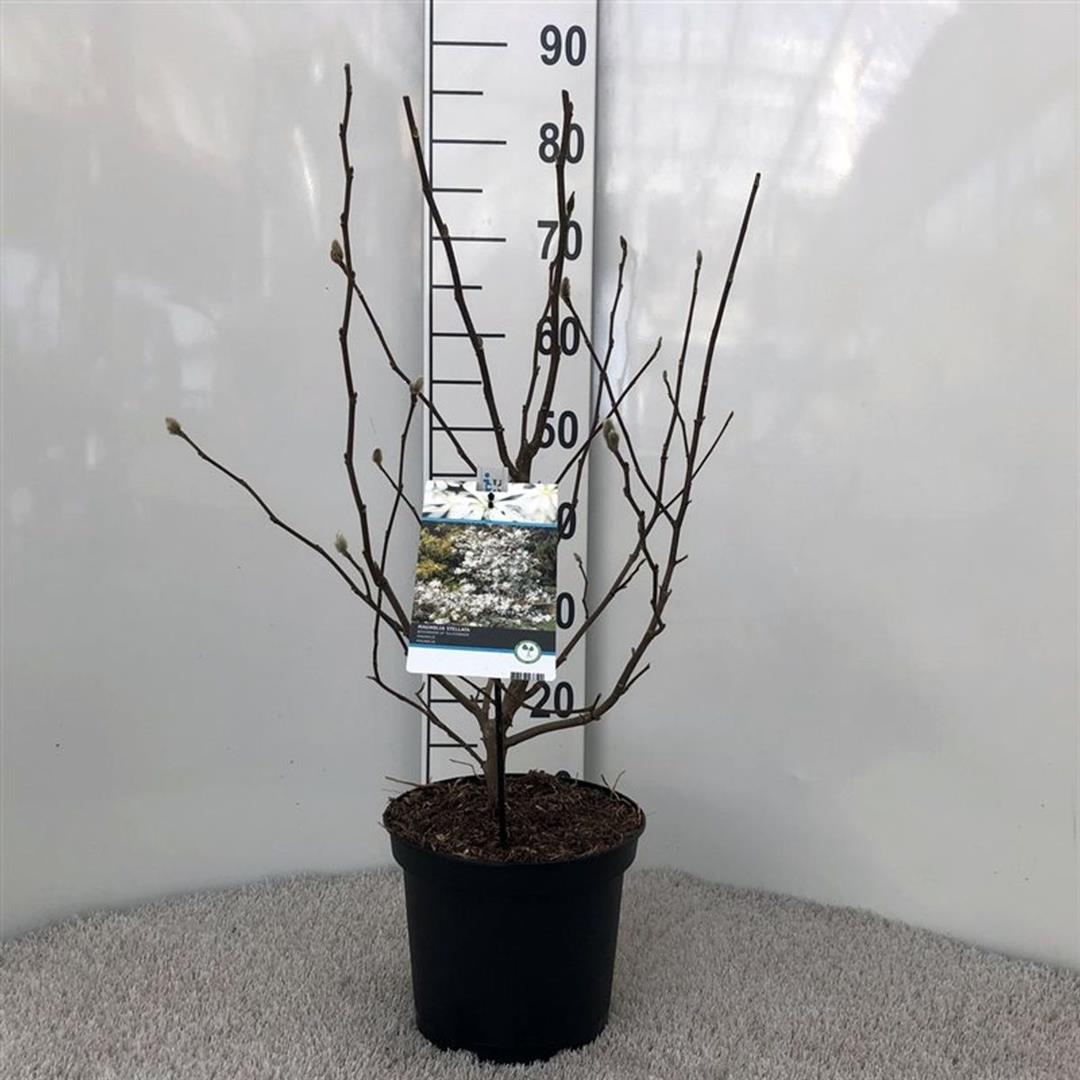 Magnolia stellata 40-50 cm C5 (5 liters kruka)