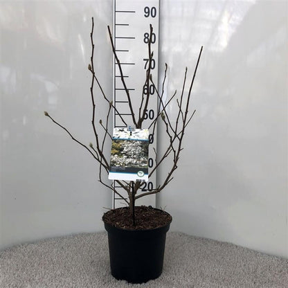Magnolia stellata 40-50 cm C5 (5 liters kruka)
