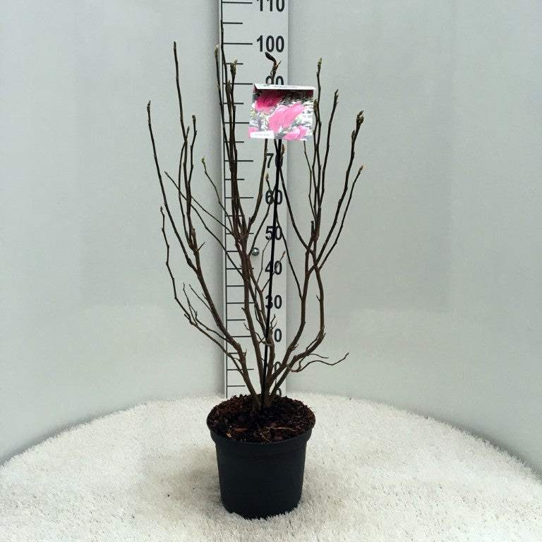 Magnolia &