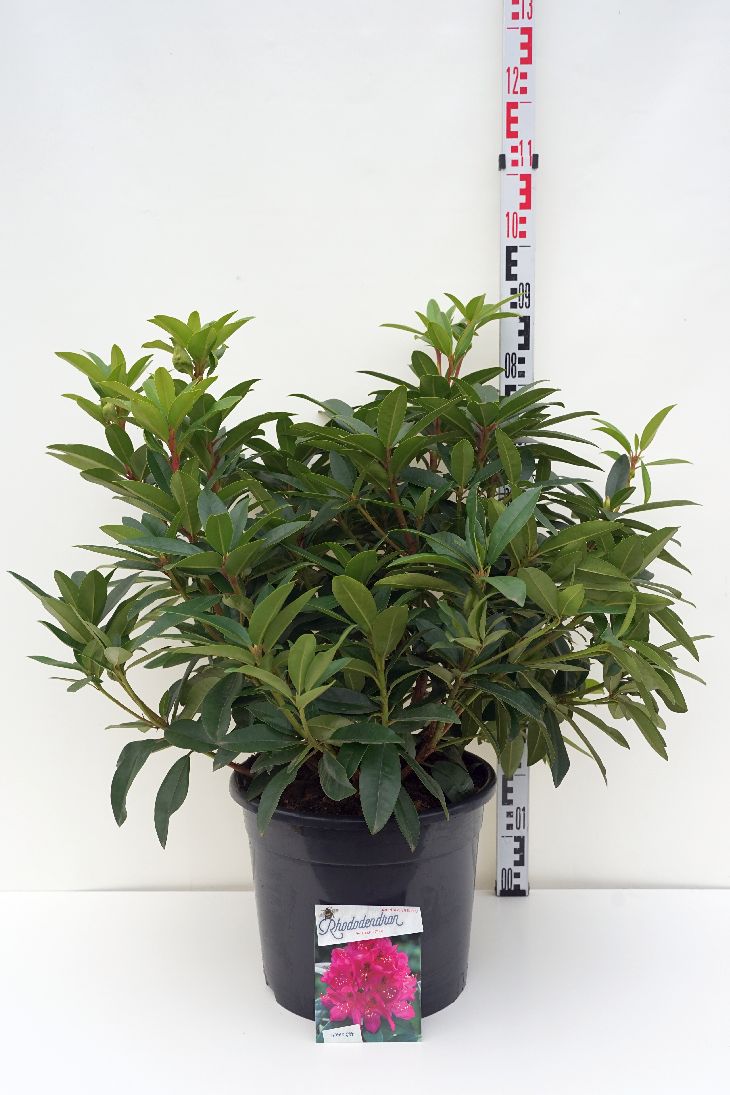 Rhododendron &