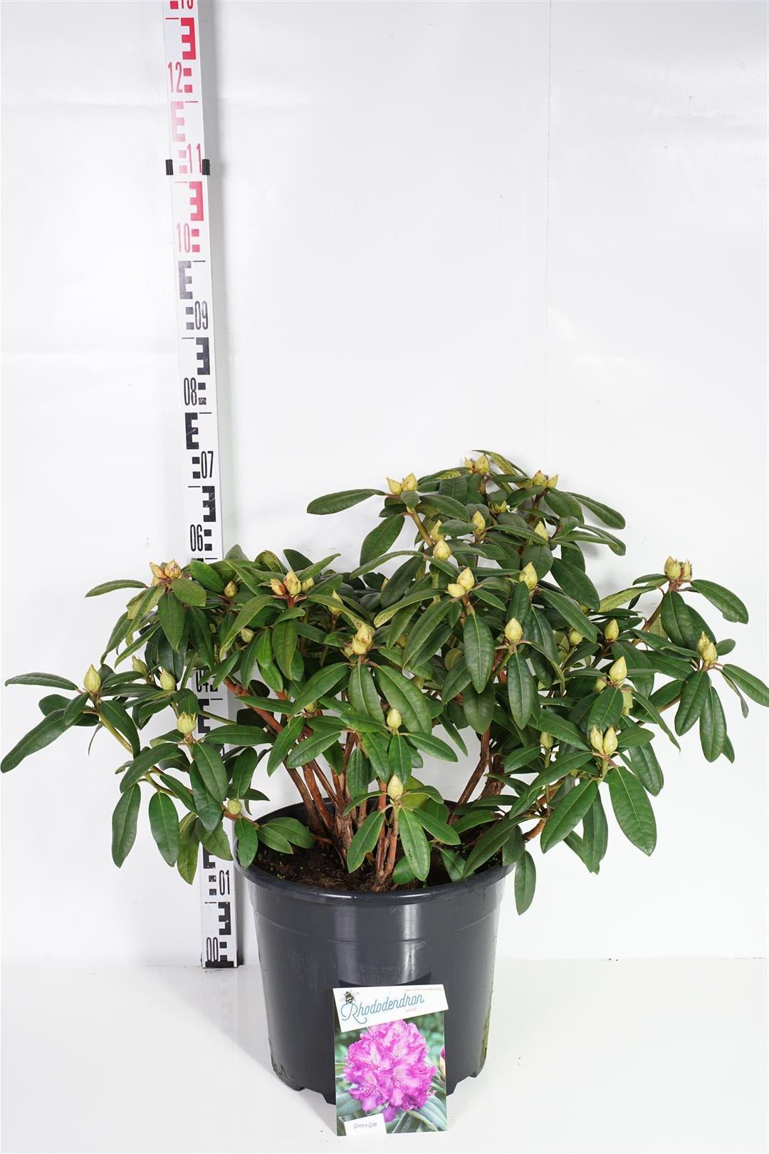 Rhododendron &