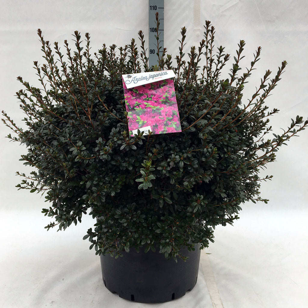 Rhododendron (AJ) &