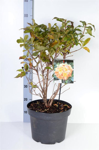 Rhododendron (AK) &