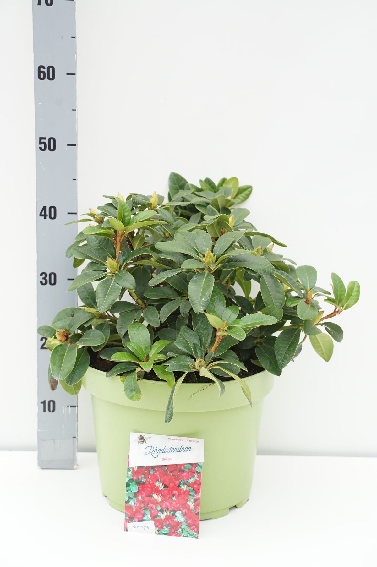 Rhododendron (F) &