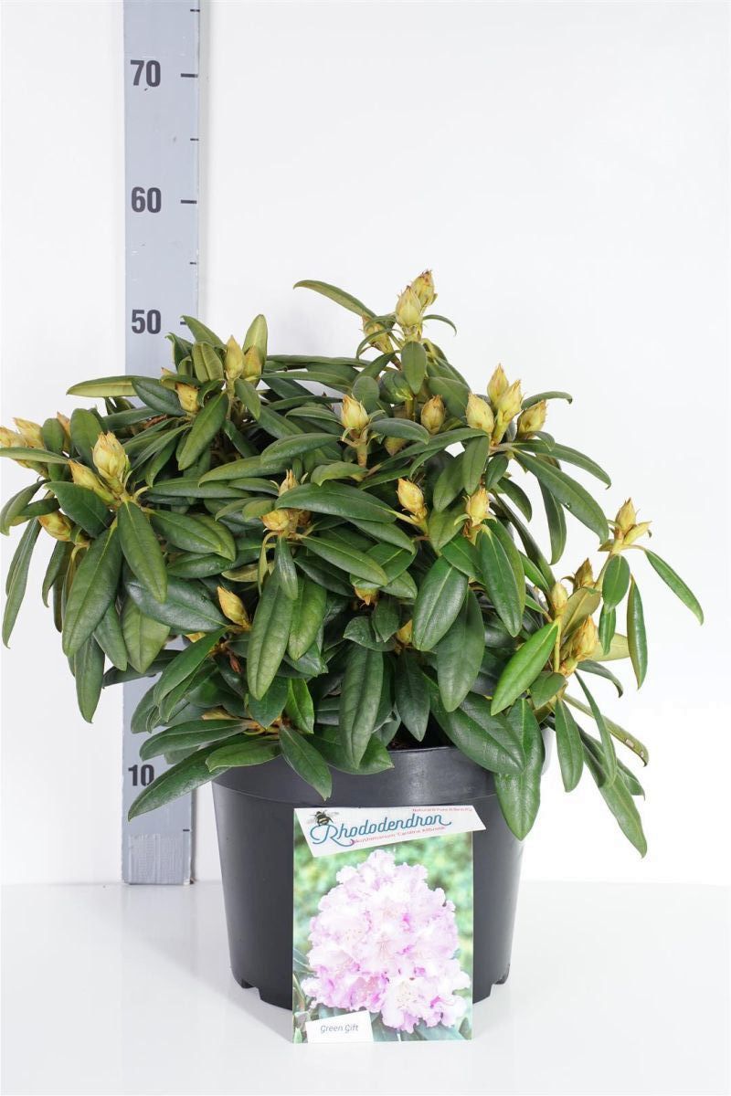 Rhododendron (Y) &