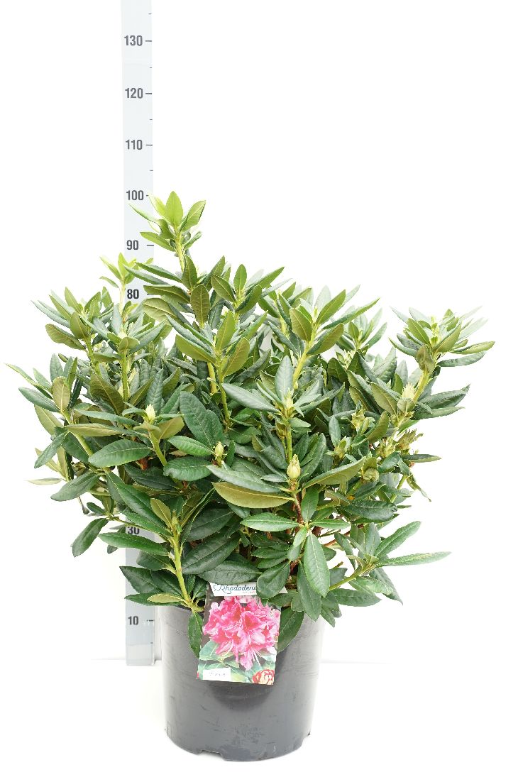 Rhododendron &