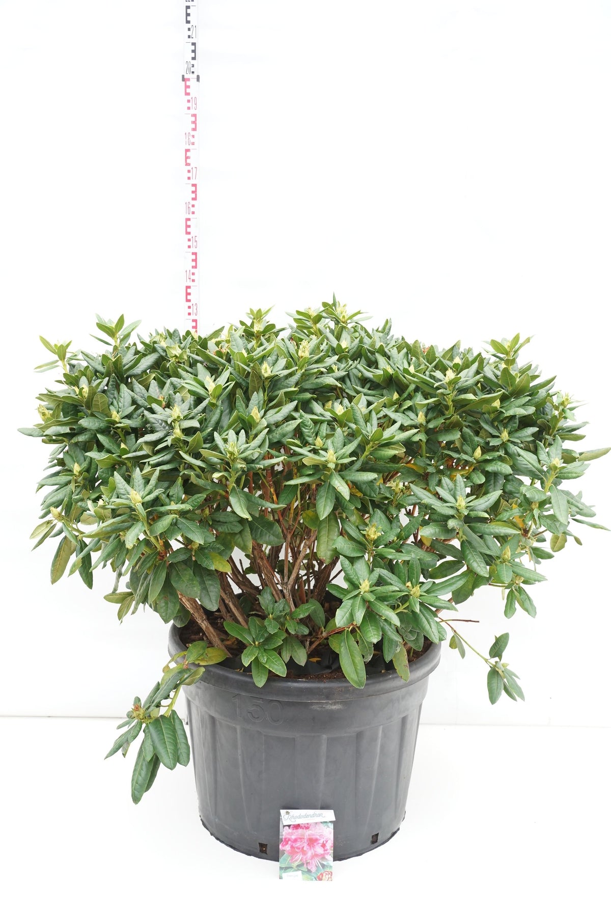 Rhododendron &