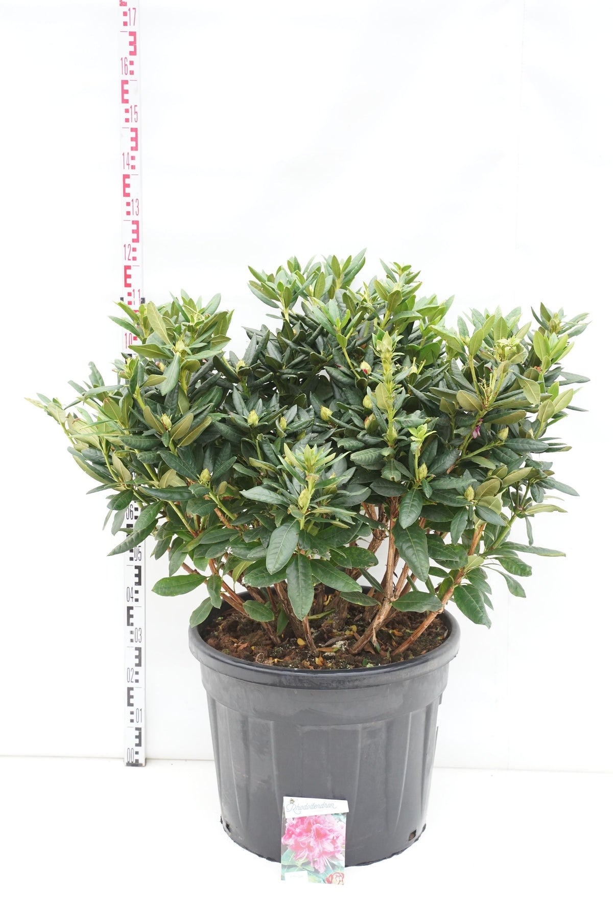 Rhododendron &