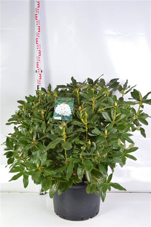 Rhododendron &